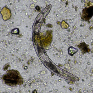 Soil Sample